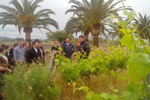 On the vineyard