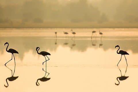 See Donana National Park during your tour.