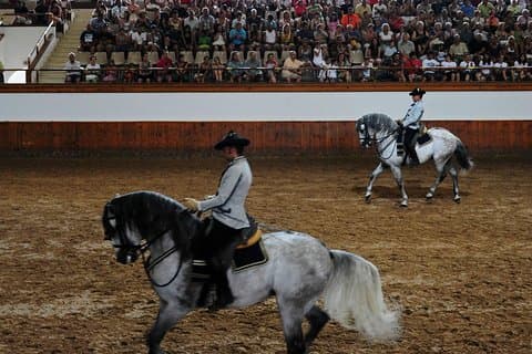 Equestrian Ballet