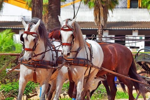Royal Andalusian School of Equestrian Art