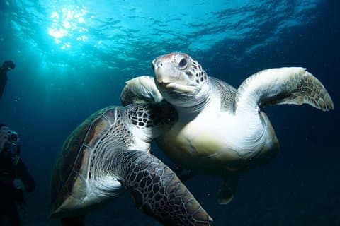 Turtles