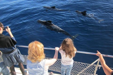 Whales