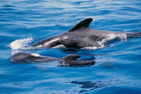Whales and Dolphins