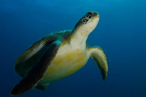 PADI Advanced Open Water Diver Course (AOWD) - 2 days