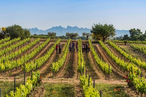 Winery Tour Barcelona
