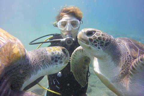 Diving with turtles