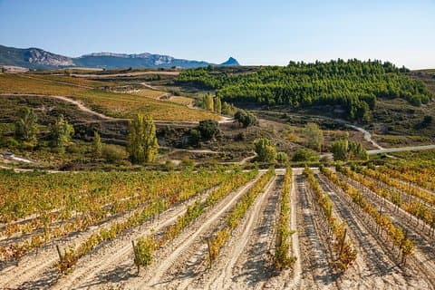 La Rioja wines and Laguardia tour from San Sebastian