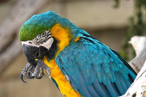 Guacamayos de alas azules