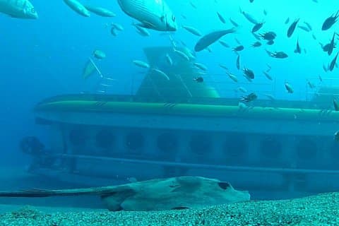 A huge 8ft ray emerges from a wreck towards the submarine