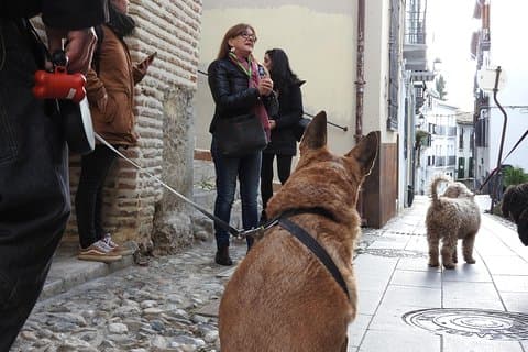 Guided visit to the Realejo with dogs