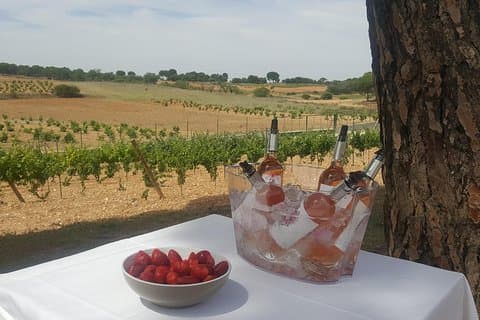 pine area, ideal for contemplating the vineyards