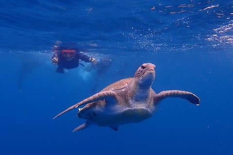 Tenerife: Turtle and Dolphin Kayak Tour with Snorkel and Wetsuit