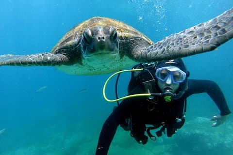 Turtle in Palm Mar