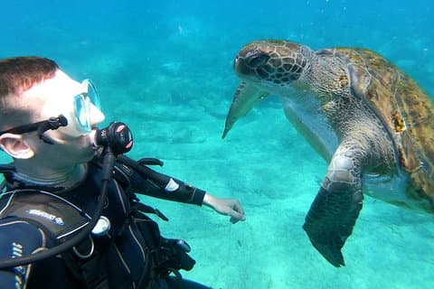 Turtle dive Palm Mar wall dive site Tenerife