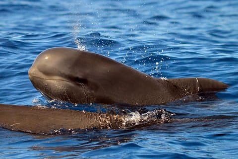 Pilot whale families are year round residents of southern Tenerife.