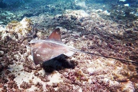 A beautiful Eagle Ray spotted in our local snorkeling site!