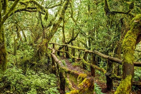 La Gomera Island Day Trip from Tenerife: Lunch and Wine Included