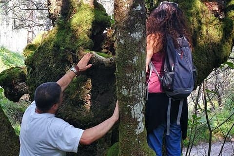 Forest Baths - Shinrin Yoku Therapeutic, in Celtic sacred forests