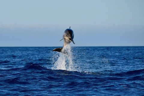 Bottlenose Dolphins Puerto Calero