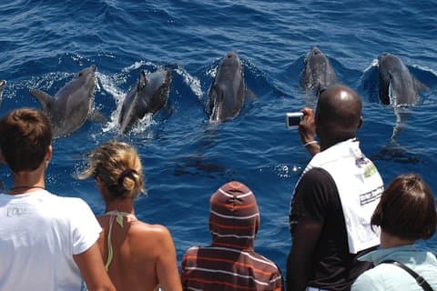 Spirit of the Sea: Cetacean sighting in Gran Canaria