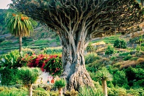 MILLENARY TREE, WINE ICOD