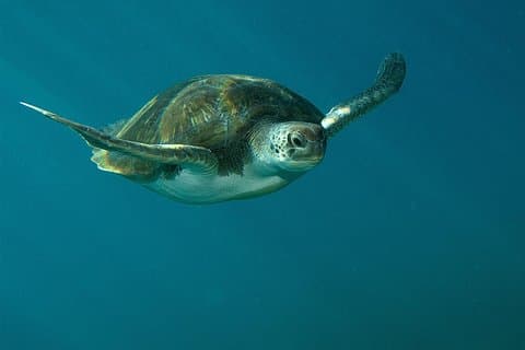 RECREATIONAL DIVE (certified divers only) : Explore Canarian Sealife