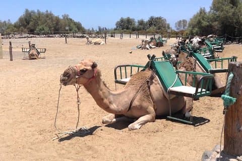 Dromedary Maspalomas