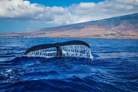 Cetacean sighting and Tarifa