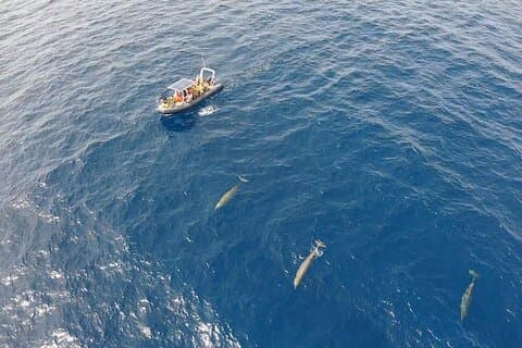 2h Dolphin and Whale Viewing + Snorkeling Tour