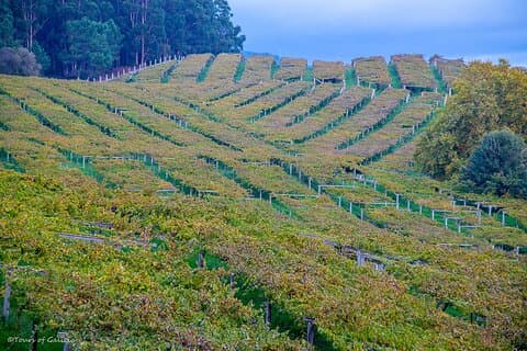 Albariño trails Private Wine Tour/Shore excursion from Vigo