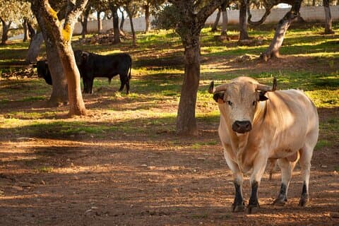 Visita Entre Toros y Caballos