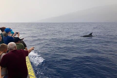 Dolphin and Whale Watching in La Restinga