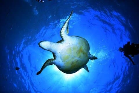 Snorkeling con tortugas