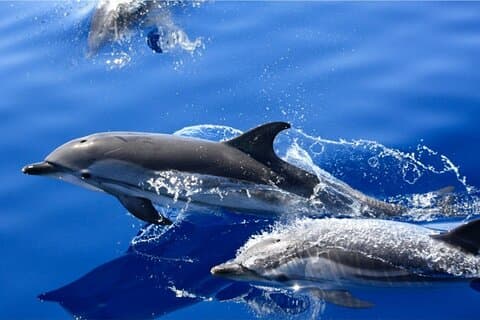 Dolphin Watching Mini Cruise and Snorkeling from Lanzarote