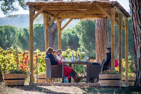 Ribera del Duero Winery Tour & Wine Tasting Near Valladolid
