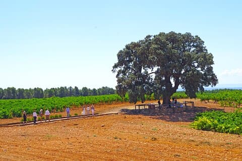 Premium Wine Tasting & Gastronomic Pairing Lunch near Valencia