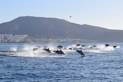 2 Hours Bonadea II Ecological Watching of Cetaceans Tour