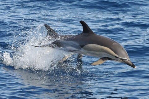 MAGIC DOLPHIN - fuerteventura boat trips - delfin tour -delfinsuche fuerteventura