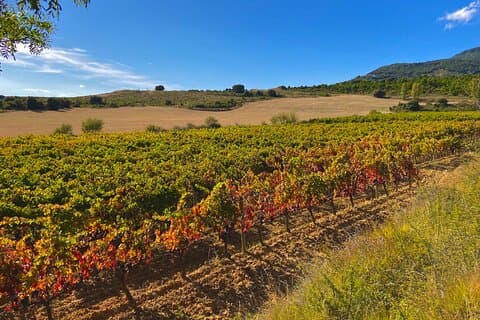 Private La Rioja Wine Tour with Tastings & Lunch – Full Day