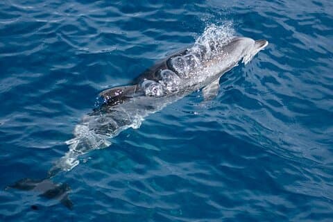 Dolphin coming out to breathe