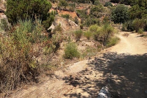 Private Collserola Hills Wildlife Hiking Tour
