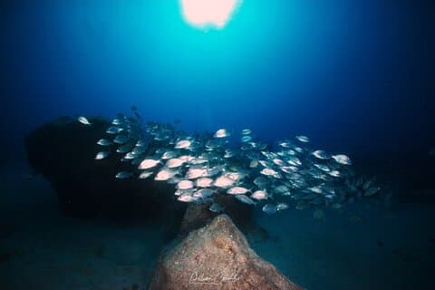 In Lanzarote it is possible to see large schools of fish even at shallow depths