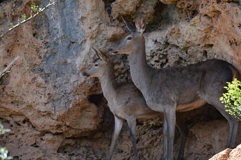 1-Day Ticket in Cañada Verde Nature Park and Enchanted Forest
