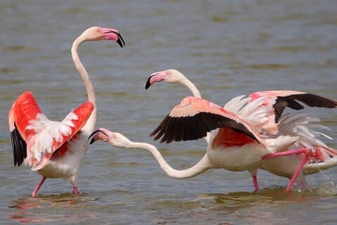 Greater Flamingos