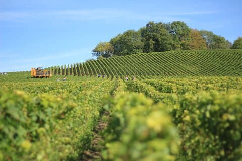 Tempranillo grape