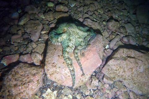 Night Snorkeling in Flamingo Beach Las Palmas