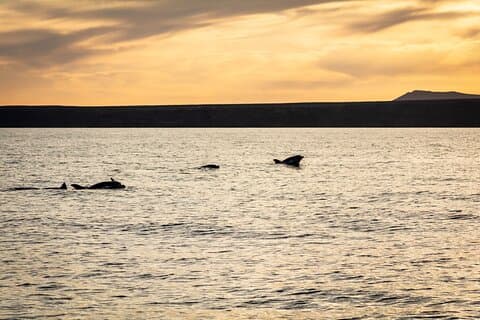 Small Group Dolphin Sunset Tour on Electric Catamaran Lanzarote