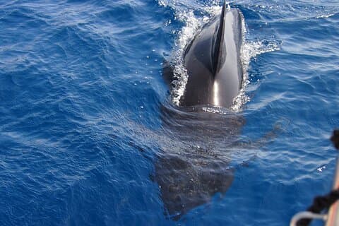Bigger dolphins