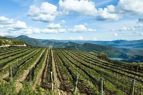 Private Wine Tasting And Visit Tour in Ribera Duero