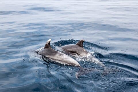 Dolphin Boat Trip in Benalmadena
